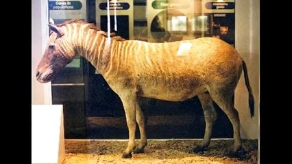 10 ВЫМЕРШИХ ЖИВОТНЫХ XIX-XX веков, которых успели сфотографировать для истории при их жизни