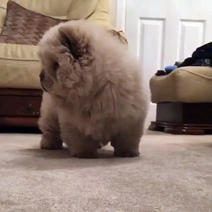Cotton ball looks bored