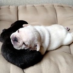 Awwww