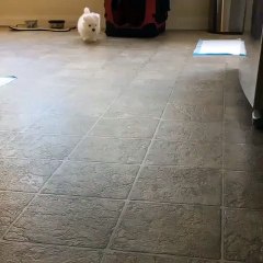 Waddle waddle waddle