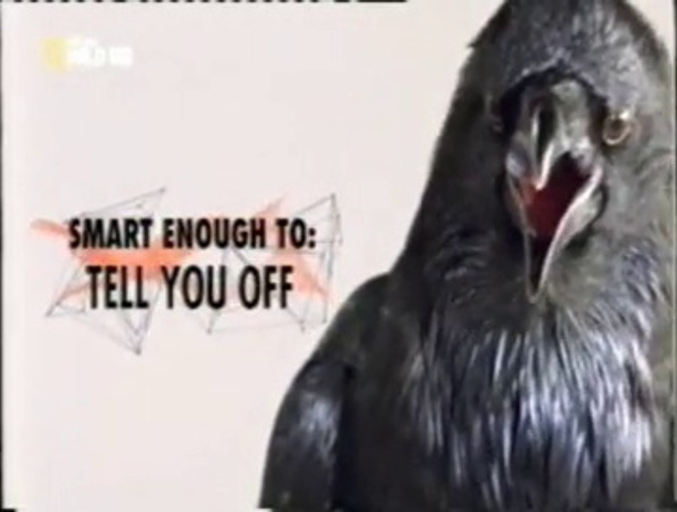 Cuervos: Comunicacion animal