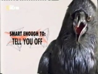 Cuervos: Comunicacion animal