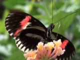 Le jardin aux papillons  - l'aquarium à Vannes (Morbihan)