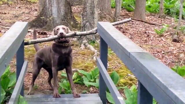 Funny Animals Compilation Epic Funny Animals Compilation Best Fail And Crazy Animals 2015