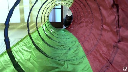 Lulu the cat to slide into a claw sharpener