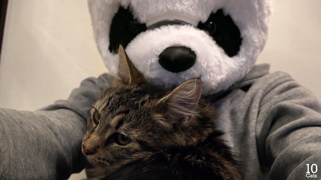 Panda loving cat Osamu