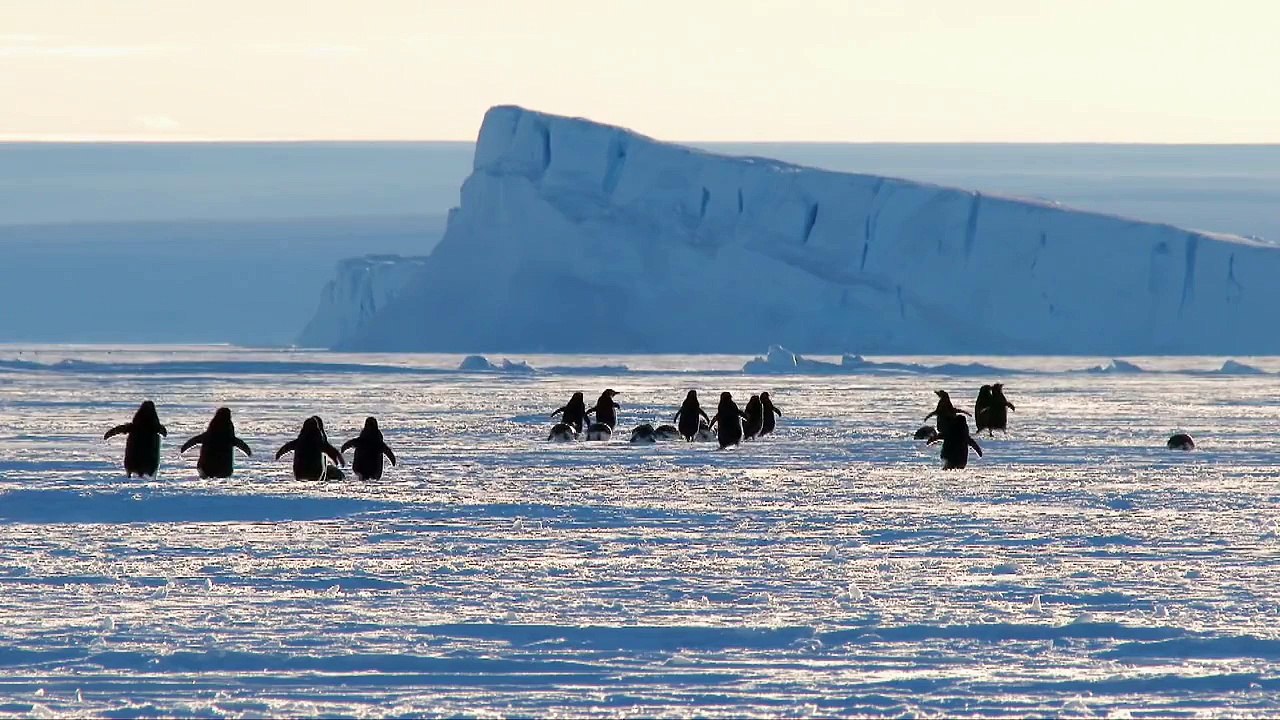 Adélie penguins wreak havoc - Snow Chick: A Penguins Tale Preview - BBC One Christmas 2015