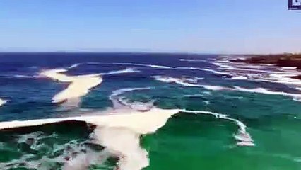 Rare Albino Whale Calf Caught On Drone