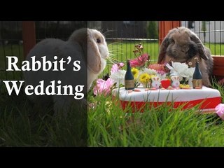 Funny - Rabbits Wedding