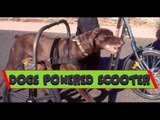 Amazing The Dogs Powered Scooter