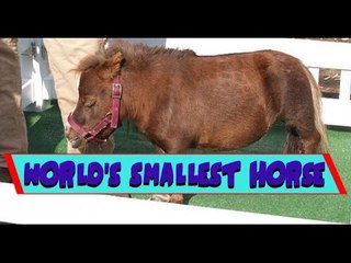 World's Smallest Horse - Thumbelina