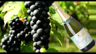 Grapes Original Wines in Hatten