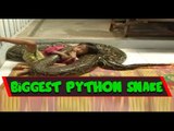 The World Biggest Python Snake Ever Seen - Longest Snakes in the World