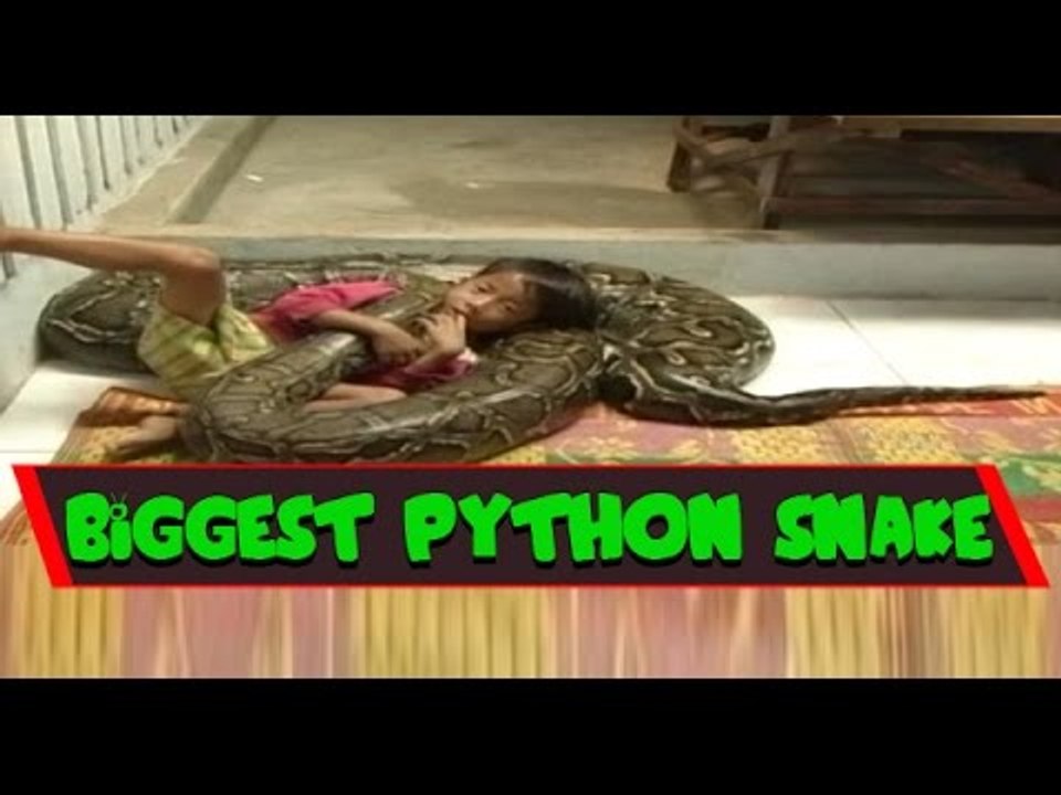 The World Biggest Python Snake Ever Seen - Longest Snakes in the World
