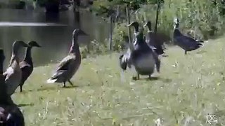 Amazing & funny duck dance. Ejnoy it