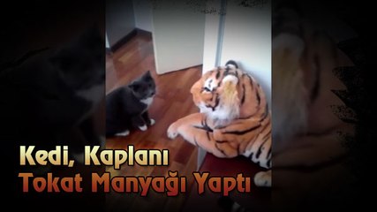 Kediden Kaplana Tokat Dersi
