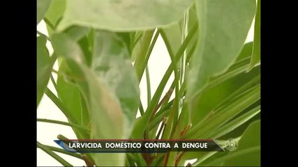 Larvicida contra mosquito da dengue chega ao mercado neste mês