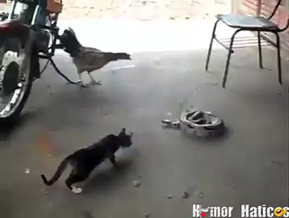 funny cat