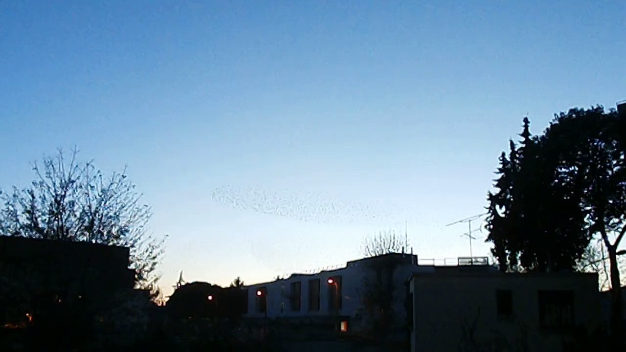 oiseaux