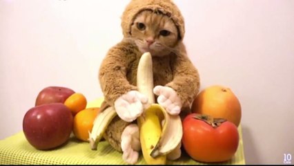 КотоОбезьянка - Просто Милашка)))