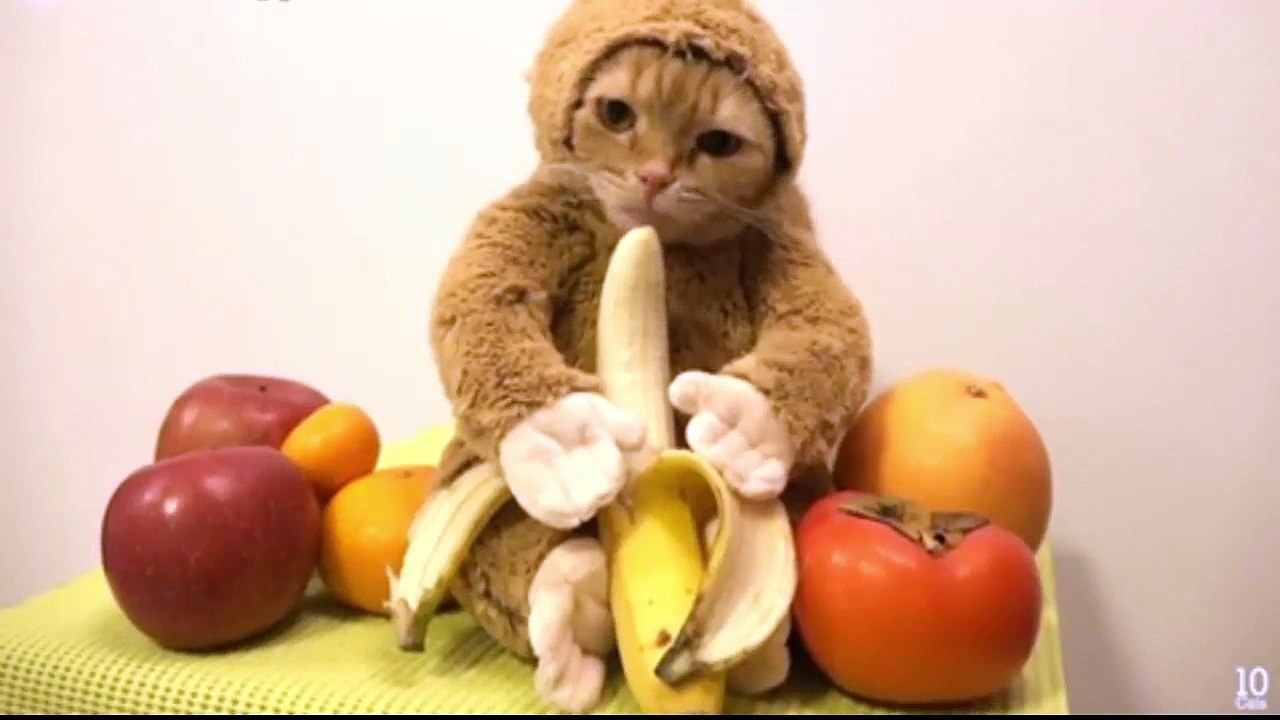 КотоОбезьянка - Просто Милашка)))