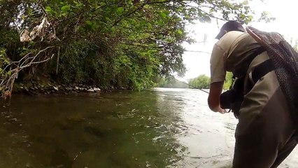 Belle truite en sèche  en grande rivière ~ Pêche à la mouche
