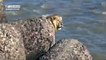Bystanders in India came across a rare sight when a lion jumped from the rocks into the Arabian Sea for a swim.