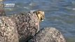 Bystanders in India came across a rare sight when a lion jumped from the rocks into the Arabian Sea for a swim.