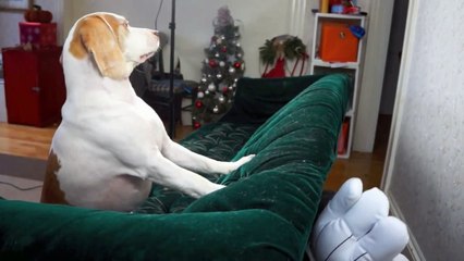 Dog vs. Giant Cartoon Hands- Cute Dog Funny Video