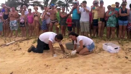 Download Video: Soltura de tartaruga em praia de Anchieta