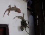 Snake fight Gecko ( 2 Geckos )