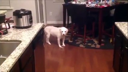 DOGS GO GARBAGE PICKING!