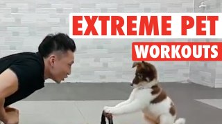 Extreme Pet Workouts || Animals Working Out