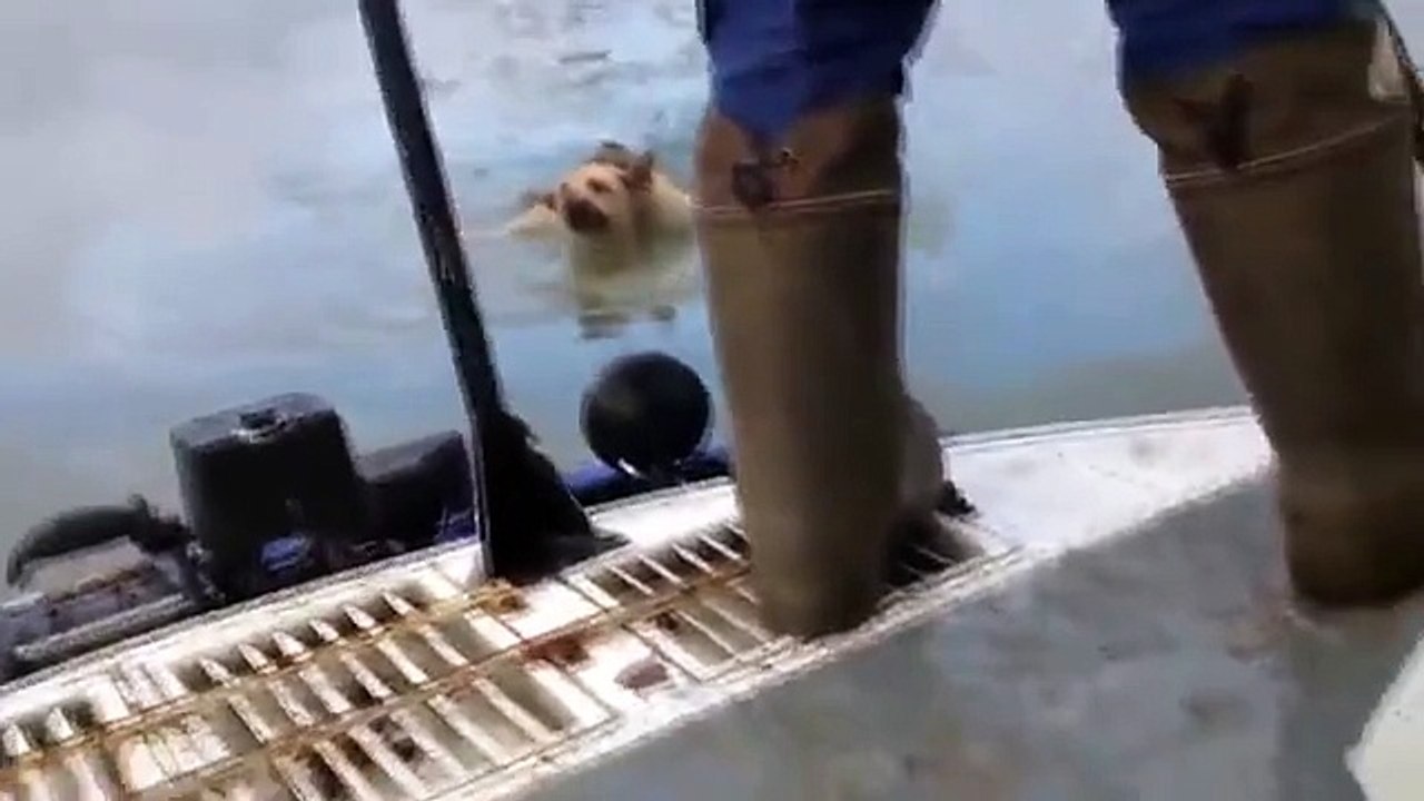 Rescue a dog stuck in frozen water of the Volga (Daily Videos)