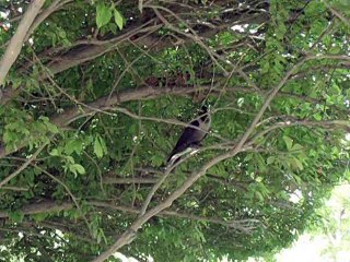 Crow on the pomegranate tree