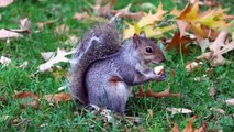 Squirrels Have Gotten Fatter In Many Parts Of The World Due To Warm Weather