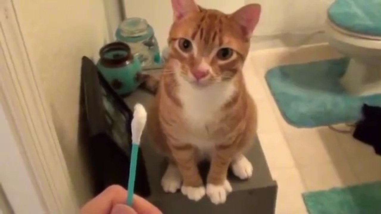 My Cats are Obsessed with Q-Tips!
