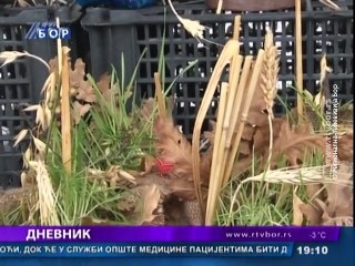 Dnevnik, 06. januar 2016.(RTV Bor)