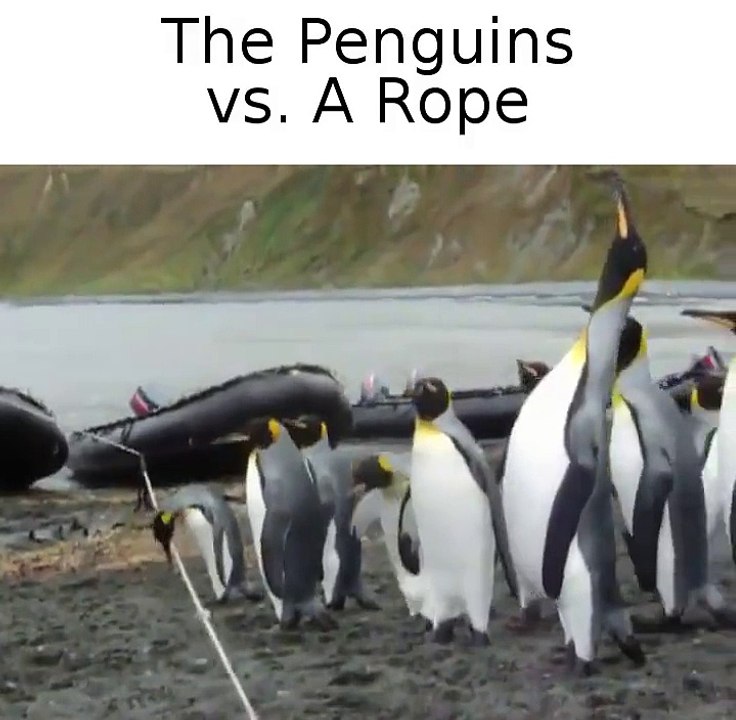 The Penguins vs. A Rope