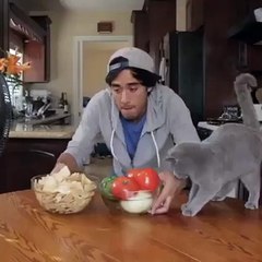 My salsa dancing kitten Celebrating National Tortilla Chip Day!