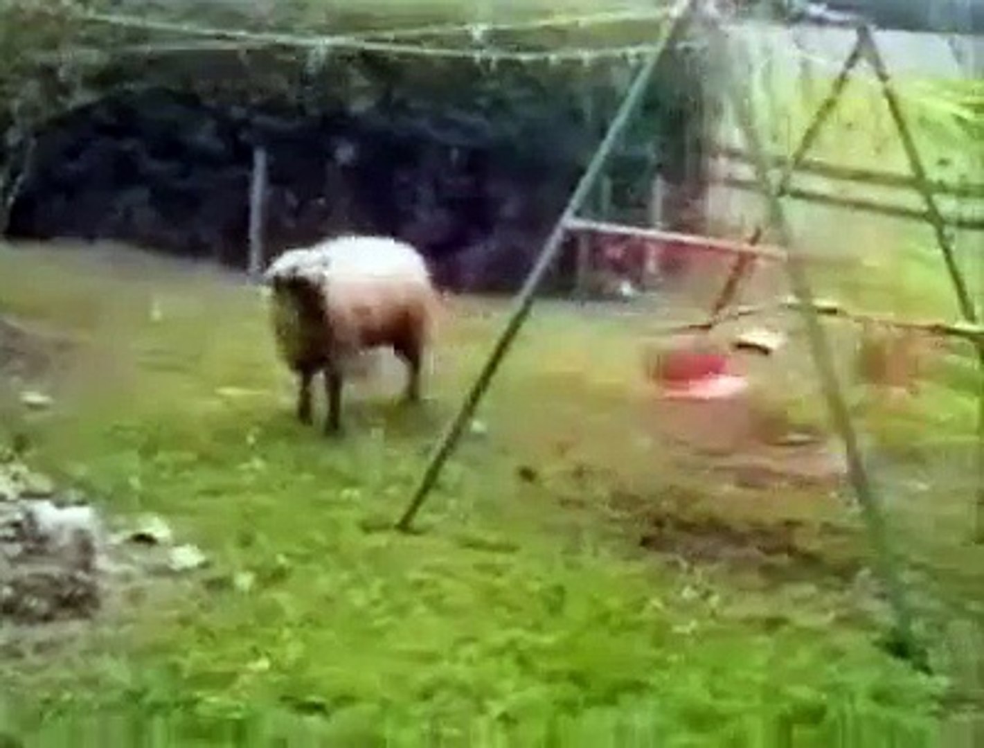 ⁣sheep hitting