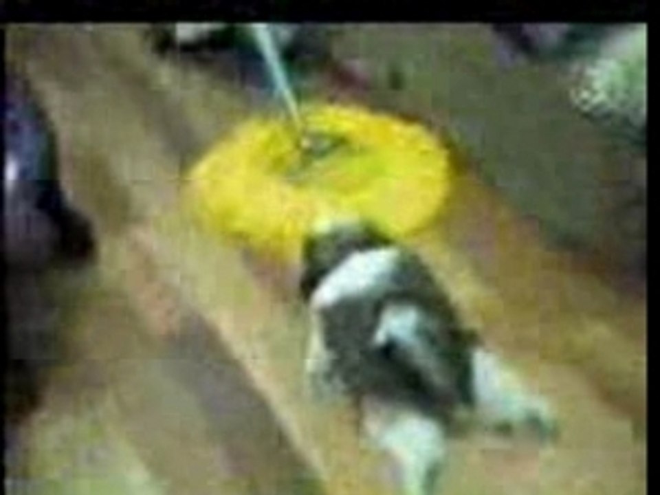 Mop dog