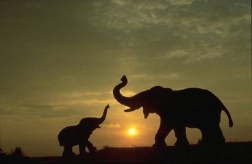 Yavru filin su içme mücadelesi