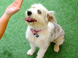 Special Needs Dogs in Need of a Loving Home