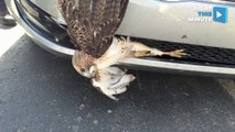 Mechanics Rescue Red-Tail Hawk That Got Stuck in Car Bumper