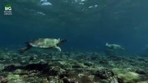 Deniz Kaplumbağasının Yaşam Savaşı
