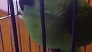 Parrot - Not sure If something is wrong