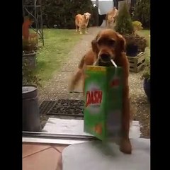 What's better than teaching your dog how to sit?