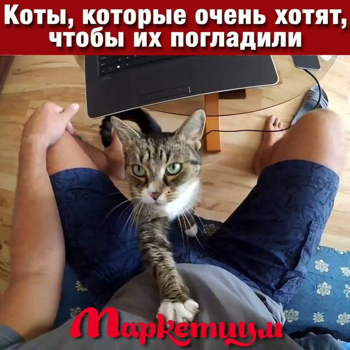 Коты, которые очень хотят, чтобы их погладили