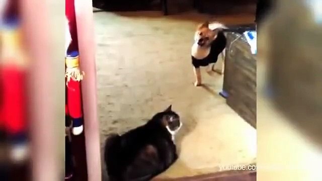 Кошки мешают собакам пройти к хозяину